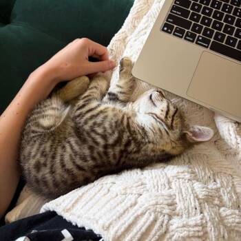 Street -  Domestic Short Hair Cat for Adoption in Chicago, Illinois - Street | PetCurious