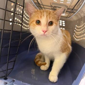 Eddie -  Domestic Short Hair Cat for Adoption in Wilmington, Delaware - Eddie | PetCurious
