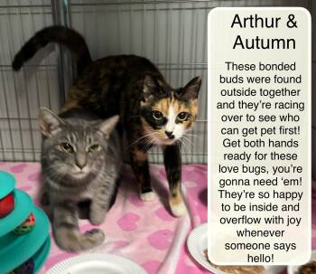 Autumn and Arthur -  Domestic Short Hair Cat for Adoption in Ellicott City, Maryland - Autumn And Arthur | PetCurious