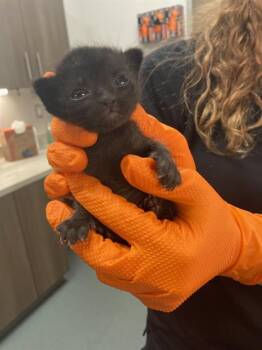 JOHNNY -  Domestic Short Hair Cat Available for Adoption in Baytown, Texas - JOHNNY | PetCurious