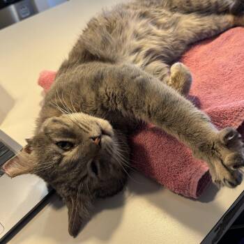 Domestic Short Hair Cats Available for Adoption - Bubba | PetCurious