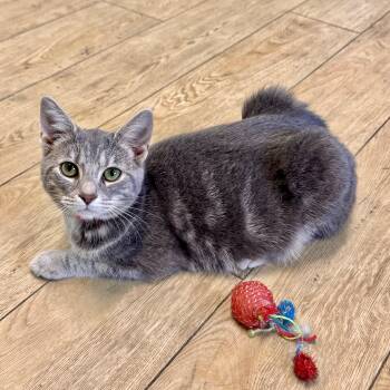 Aurora -  Tabby Cat for Adoption in Scottsburg, Indiana - Aurora | PetCurious