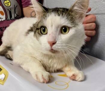 Rescue Domestic Short Hair Cats for Adoption in Cincinnati, Ohio - Amberglow | PetCurious