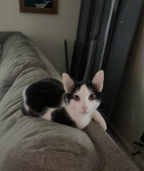 Domestic Short Hair Cats Available for Adoption in Lucedale, Mississippi - Dobby | PetCurious