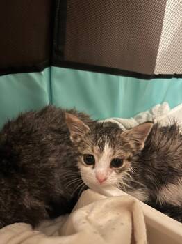 American Shorthair Cats Available for Adoption in Hagaman, New York - Toad | PetCurious
