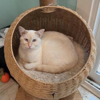 Simon -  Siamese Cat for Adoption in Silver Spring, Maryland - Simon | PetCurious
