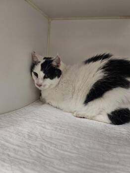 Rescue Domestic Short Hair Cats for Adoption in Johnson City, Tennessee - Puddy Tat (Dogwood) | PetCurious