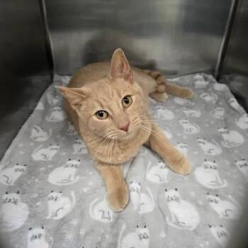 Ryland -  Domestic Short Hair Cat Available for Adoption in Winthrop, Maine - Ryland | PetCurious