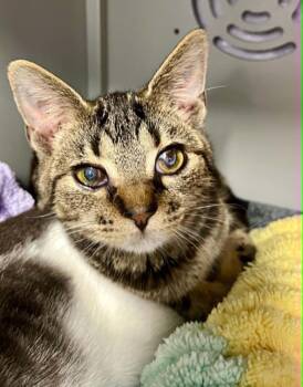 Taz -  Domestic Short Hair Cat for Adoption in Moundsville, West Virginia - Taz | PetCurious