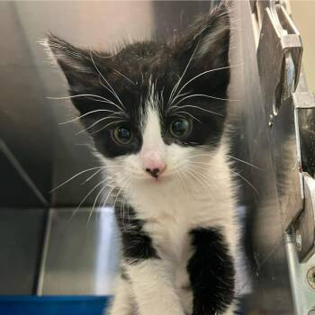 Domestic Short Hair Cats Available for Adoption in Madill, Oklahoma - Rock | PetCurious