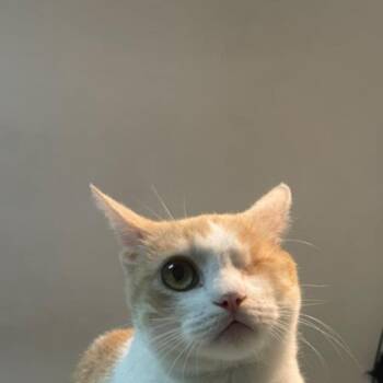 Angel -  Tabby and Turkish Van Cat for Adoption in Brampton, Ontario - Angel | PetCurious