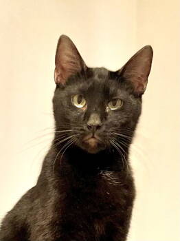 Rescue Domestic Short Hair Cats for Adoption in Oakland, California - Apollo (bonded With Artemis) | PetCurious