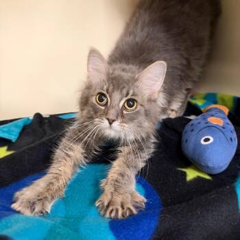 Fiona -  Domestic Long Hair Cat for Adoption in Oak Brook, Illinois - Fiona | PetCurious
