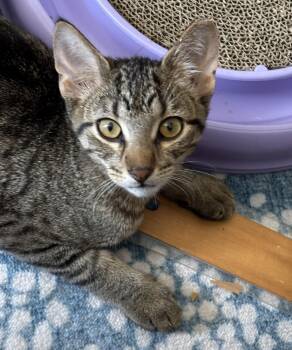 Dunga -  Domestic Short Hair and Tabby Cat for Adoption in Chicago, Illinois - Dunga | PetCurious