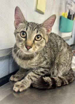 Steve -  Domestic Short Hair Cat for Adoption in Lafayette, Indiana - Steve | PetCurious