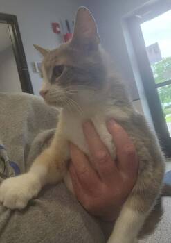 Koala -  Domestic Short Hair Cat for Adoption in Republic, Missouri - Koala | PetCurious
