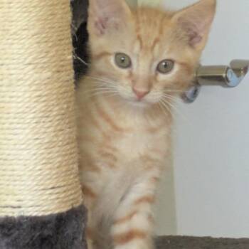 Navel -  Domestic Short Hair Cat for Adoption in Fort Lauderdale, Florida - Navel | PetCurious