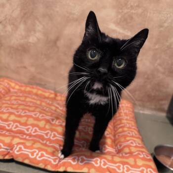 Lyn -  Domestic Short Hair Cat for Adoption in Lincoln, California - Lyn | PetCurious