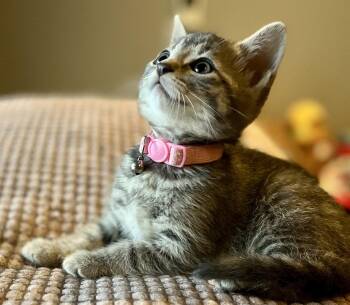 EUCALYPTUS -  Tabby and Domestic Short Hair Cat for Adoption in Minesing, Ontario - EUCALYPTUS | PetCurious
