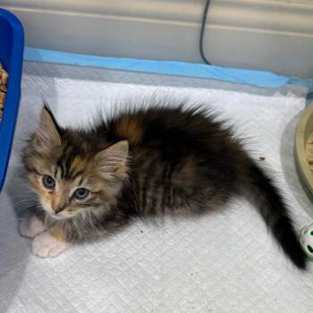 Domestic Medium Hair Cats Available for Adoption in Westminster, California - Son Of A Biscuit | PetCurious