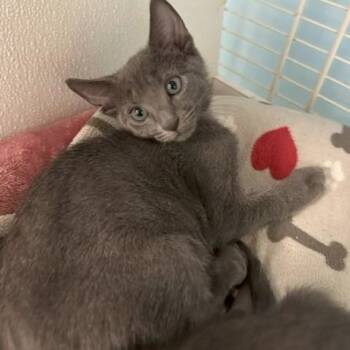 Blue -  Domestic Short Hair and Russian Blue Cat for Adoption in Margate, Florida - Blue | PetCurious