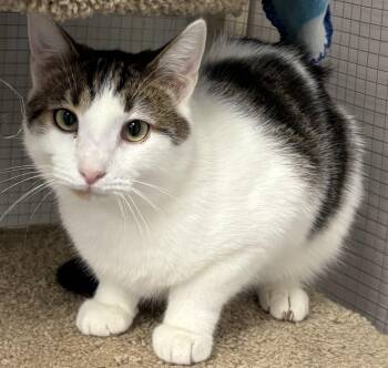 Domestic Short Hair Cats Available for Adoption - Kiwi  | PetCurious