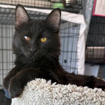Ward -  Domestic Medium Hair Cat for Adoption in Bismarck, North Dakota - Ward | PetCurious