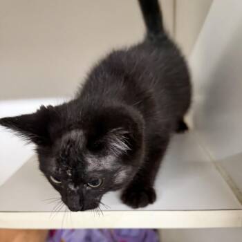 Pirate -  Domestic Short Hair Cat for Adoption in Trenton, Missouri - Pirate | PetCurious