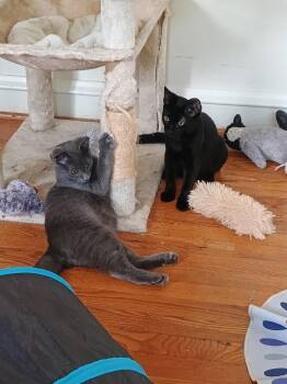 Wimberley and Sanderson -  Domestic Short Hair Cat for Adoption in Fairfax, Virginia - Wimberley And Sanderson | PetCurious