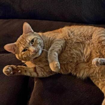Alani -  Domestic Short Hair Cat for Adoption in Washougal, Washington - Alani | PetCurious
