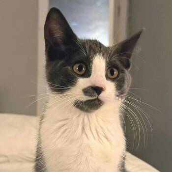 Flynn (bonded with Pascal) -  Domestic Short Hair Cat for Adoption in Wilsonville, Oregon - Flynn (bonded With Pascal) | PetCurious