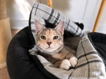 Snow Storm -  Domestic Short Hair Cat for Adoption - Snow Storm | PetCurious