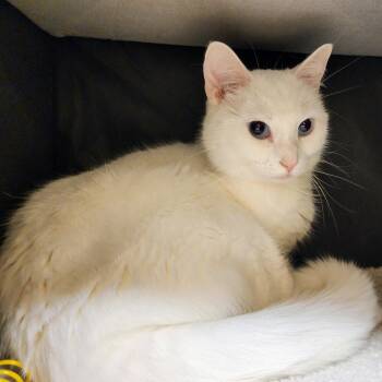 Domestic Short Hair Cats Available for Adoption in Garland, Texas - Sugar | PetCurious