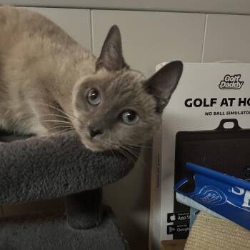 Nala -  Siamese Cat for Adoption in Spokane, Washington - Nala | PetCurious