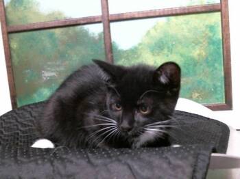 Domestic Short Hair Cats Available for Adoption in Houston, Texas - TOBI | PetCurious