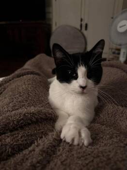 Rescue Domestic Short Hair Cats for Adoption in Fort Worth, Texas - Moo Meow | PetCurious