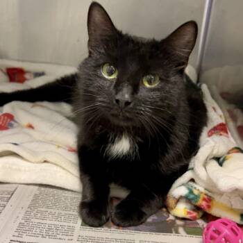 Domestic Short Hair Cats Available for Adoption in Columbia, Missouri - Shade | PetCurious