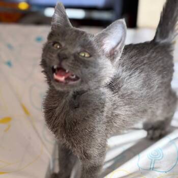 Domestic Short Hair Cats Available for Adoption in South Elgin, Illinois - Dust Bunny | PetCurious