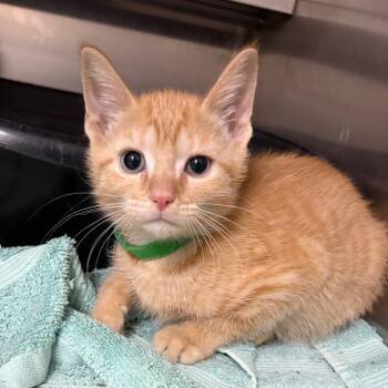 Linen (Green Collar) 29733 -  Domestic Short Hair Cat for Adoption in Middleburg, Florida - Linen (Green Collar) 29733 | PetCurious