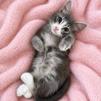SG Grey White Cutie -  Domestic Medium Hair Cat for Adoption in Glendora, California - SG Grey White Cutie | PetCurious