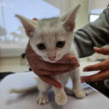 Nebula -  Domestic Short Hair Cat for Adoption in Corpus Christi, Texas - Nebula | PetCurious