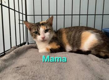 Mama -  Domestic Short Hair Cat for Adoption in Wabash, Indiana - Mama | PetCurious