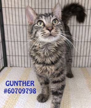 Tabby Cats Available for Adoption in Wilkes-barre, Pennsylvania - Gunther  | PetCurious
