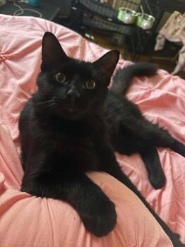 Carl Dean -  Bombay and Domestic Medium Hair Cat for Adoption in Barbourville, Kentucky - Carl Dean | PetCurious