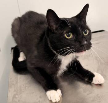 Benny -  Domestic Short Hair Cat for Adoption - Benny | PetCurious