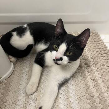 American Shorthair Cats Available for Adoption in Fredericksburg, Virginia - Maki | PetCurious