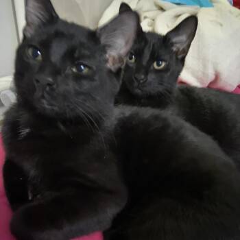 Chunky - Home to Home -  Bombay Cat for Adoption in South Elgin, Illinois - Chunky - Home To Home | PetCurious