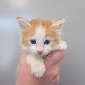 Dragon -  Domestic Medium Hair Cat for Adoption in Sand Springs, Oklahoma - Dragon | PetCurious