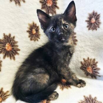 Macha -  Domestic Short Hair Cat for Adoption in Mt. Juliet, Tennessee - Macha | PetCurious