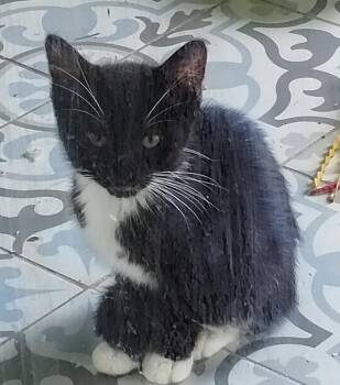 Tonya - PSD -  Domestic Short Hair Cat for Adoption in Oakland Park, Florida - Tonya - PSD | PetCurious
